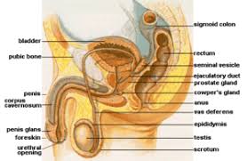 Color sections simple silhouette renal system of human body. Vas Deferens Simple English Wikipedia The Free Encyclopedia