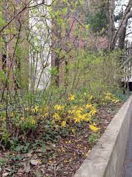 Yellow flowering trees in indiana. Where Have All The Flowers Gone Indiana Yard And Garden Purdue Consumer Horticulturepurdue University Indiana Yard And Garden Purdue Consumer Horticulture