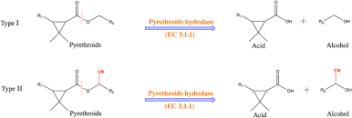 Image result for Pyrethroid