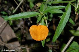 Image result for Afrohybanthus enneaspermus