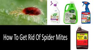 how to get rid of spider mites top 8