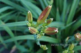 Many of the day lilies in our garden have seed pods. Daylily Seed Or Bud Garden The Earth