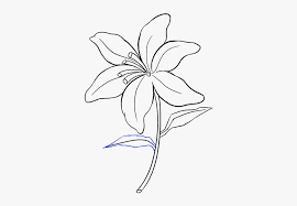 Amaryllis Drawing Orchid Flower Tiger Lily Flower Drawing In 2020 Flower Drawing Lily Flower Tiger Lily