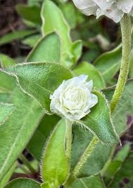 Image result for Gomphrena celosioides
