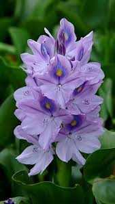 Pin On Beatiful And Clourful Flowers