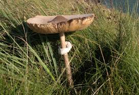 This page will teach you how to make basic observations. Parasol And Shaggy Parasol Mushroom Edibility Distribution Identification Galloway Wild Foods