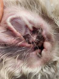 Image result for mold in the ear dog