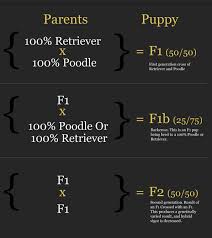 golden haven f1 vs f1b goldendoodles