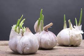 Apr 13, 2020 · here are some of the ways to tell that the garlic you have at home has become rotten: How To Know If Garlic Has Gone Bad 3 Easy Ways To Do So Simply Healthy Family