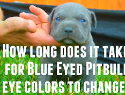 Blue Pitbull Skin Problems Rash Allergies Conditions Disease Of Pitbulls Pitbulls Pitbull Puppies Puppies With Blue Eyes