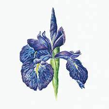 Download Premium Illustration Of Blooming Iris Flower Design Element Flower Illustration Iris Flowers Illustration