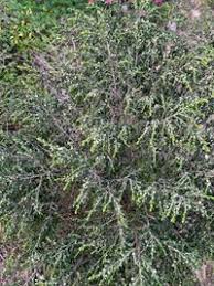 Image result for Thymelaeaceae