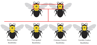 They are identical in appearance. Native Pollinators Private Lands Bumble Bee Identification
