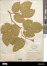 Image result for Intsia