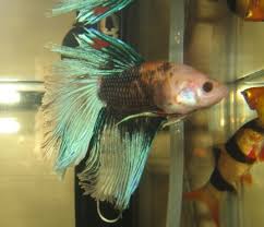 Betta fish are one of the most popular aquarium fish in the world. Marble Betta Fish Color Changing Genes Fish Care