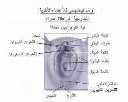 الغشاء والخوف من الهواء