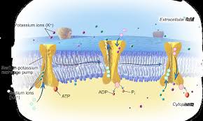 Atp Cycle And Reaction Coupling Energy Article Khan Academy