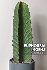 Image result for Euphorbia ingens
