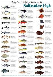 Saltwater Fish Fish Saltwater Fishing Fish Chart