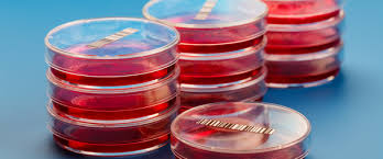 They provide structure for the body, take in nutrients the cytoskeleton is a network of long fibers that make up the cell's structural framework. 11 Quick Tips For Maintaining Mammalian Cell Lines Labtag Blog