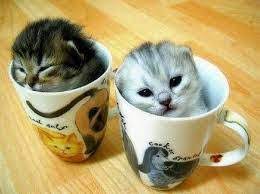 .nama kucing yang comel yang ada di dalam konten ini 1. Gambar Kucing Yang Comel Posts Facebook