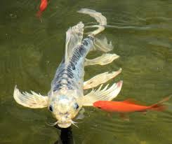 Koi have no stomach, therefore the food/nutrients pass straight through the koi, therefore the extraction of nutrients is best achieved with minimum waste (in your pond) with a pellet that can take up moisture quickly, therefore small is best! How Big Do Koi Get How To Make Koi Grow Bigger Pond Wiki