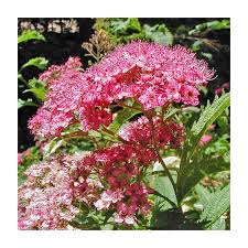 Image result for Spiraea x bumalda ´Crispa