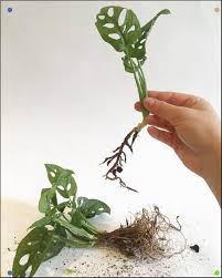 Le Monstera Obliqua A T Pendant Bien Longtemps En Tte De Ma Wishlist Sans Pouvoir La Trouver Aprs Quelques Mois De Monstera Obliqua Propagating Plants Monstera