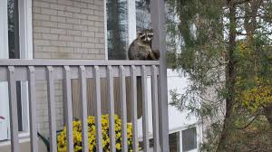 Rabid raccoons when a new york city raccoon is sick, it will usually exhibit some when raccoons are active during the daytime it doenst necessarily mean that they have. Why Would A Raccoon Hang Out On A Toronto Porch During The Day The Star