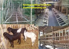 Semua bahan tersebut dapat digunakan dan terbukti kuat. Biaya Pembuatan Kandang Kambing Untuk 10 Ekor Tentang Kolam Kandang Ternak