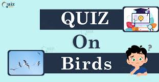 Advertisement birds are often envied for their ability to fly, but not all of them can. Birds Quiz For Nature Lovers Quiz Orbit