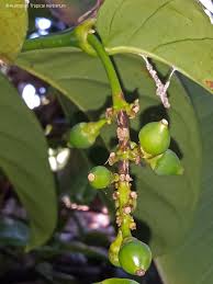Image result for Faurea racemosa