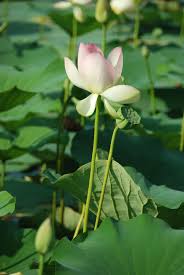 Zionsville In Water Lilies Interesting Things Flowers