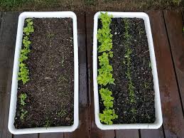 Worm tea may not sound too appetizing but your plants will really love it. Difference With Worm Castings Gardening