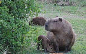 Entre las aves de la selva, el tingazú, la urraca común y los anambés son especies comunes. File Mama Y Cachorros De Carpinchos Jpg Wikipedia