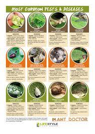 Crown gall disease of nursery crops. Common Pests And Diseases Solutions To Your Garden Challenges