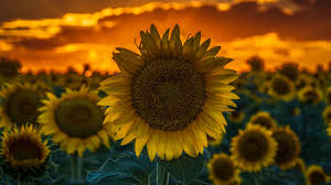 These sunflower fields in new jersey, maryland, kansas, california, florida, and more states are the best 33 sunflower fields across the u.s. Sunflower Fields Near Dia Are In Full Bloom