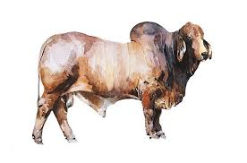 Brahman cattle, breed of beef cattle developed in the s united states 1 in the early 1900s by combining several breeds or strains of zebu 2 cattle of india. Brahman Bull Original Watercolour A2 24 19 Inches Bull Painting Cow Painting Bull Art