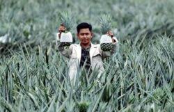 Untuk proses pemasaran, anda bisa melakukan promosi yang lebih sering dengan cara memasang iklan secara online, selebaran dan berbagai cara penjualan lainnya. Galak Belia Terlibat Sektor Pertanian Utusan Digital