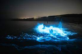 'zodra het gaat schemeren is de magie eraf' de foto's en filmpjes van zeewater met een neonblauwe gloed stromen binnen op de facebookpagina. G3uu489vxoidfm