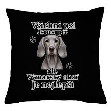 Image result for výmarský dlouhosrstý ohař