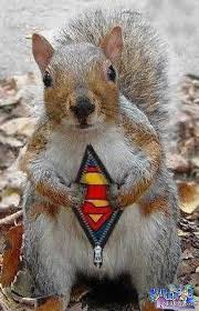 Superman Squirrel Funny Animal Photos Funny Animal Pictures Squirrel Funny