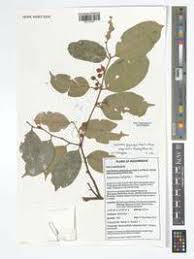 Image result for Cleistanthus polystachyus