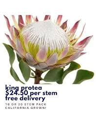 Image result for Protea