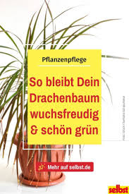 Dracaena Selbst De In 2020 Drachenbaum Pflanzen Pflanzen Pflege