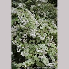 Image result for Deutzia