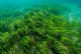 Mapping submerged coastal vegetation - DHI GRAS