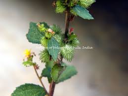 Image result for Triumfetta pentandra