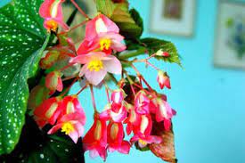 Begonia Guide Our House Plants