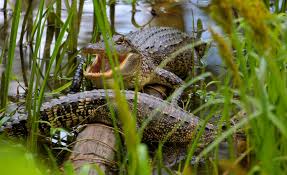 Check spelling or type a new query. Best Time To See Alligators In Texas 2021 When To See Rove Me